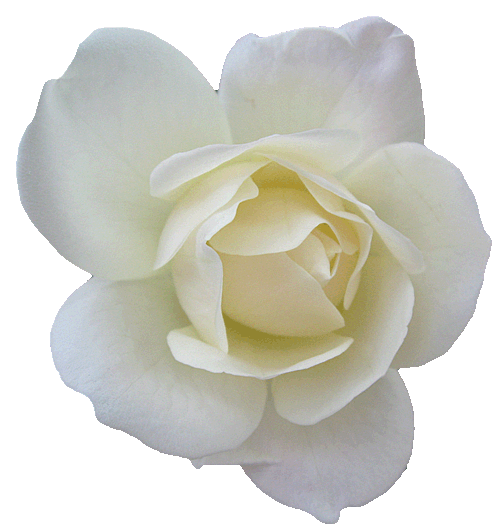 bijela ruža